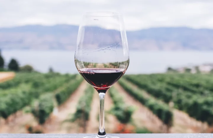 vinglas med utsikt över en vingård